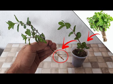 Vídeo: Como plantar hortelã?