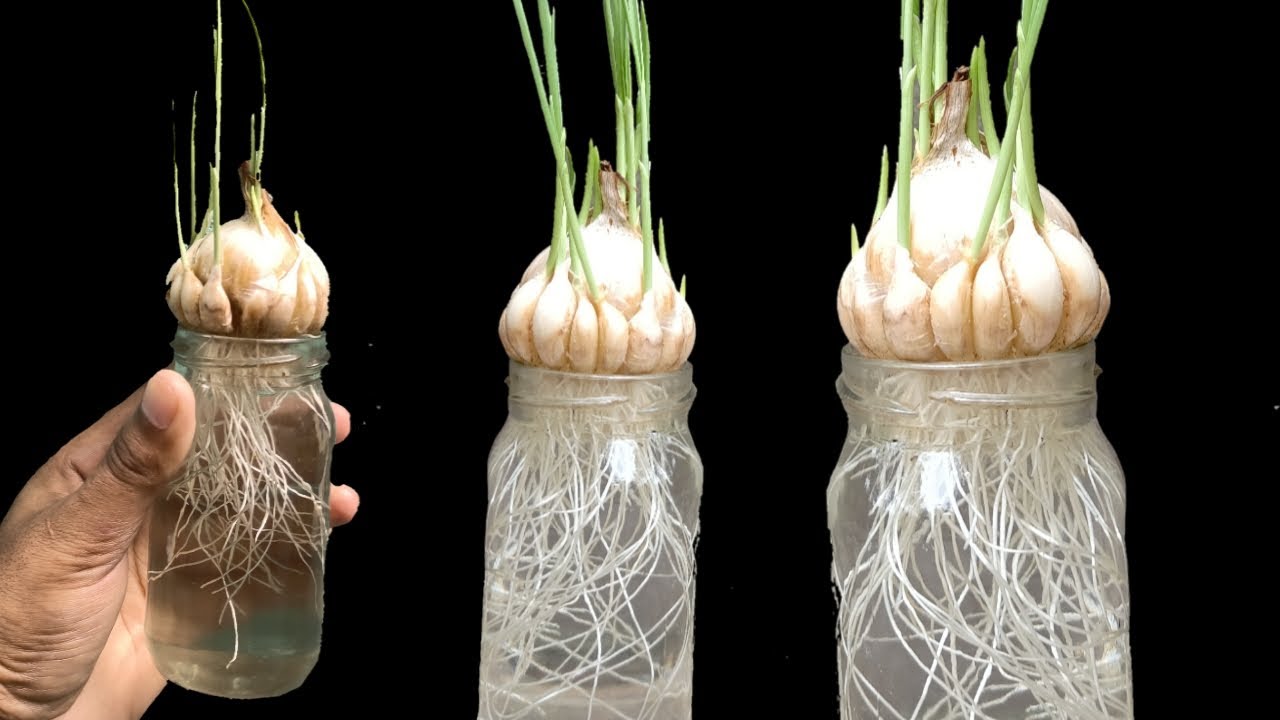 How To Grow Garlic At Home New Method Of Planting Garlic In Pot YouTube