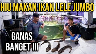 GAK NYANGKA SEGANAS ITU IKAN HIU DI KASIH PAKAN HIDUP JUMBO