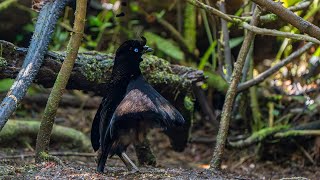 Papua New Guinea - Birds of Paradise Journey
