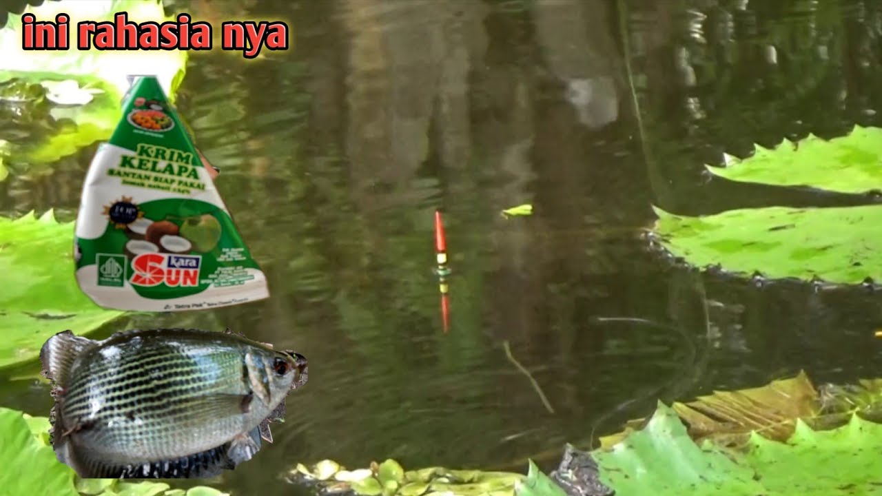 Tetangga sampai bengong Gara² pakai umpan racikan ini - tembakang/biawan -