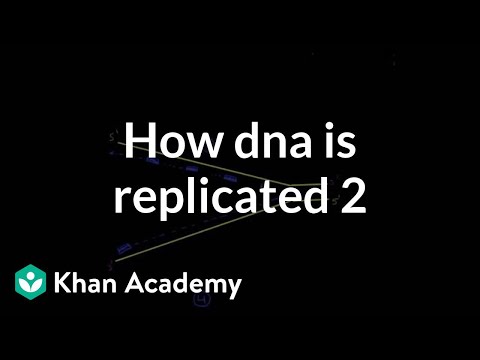 Vídeo: Que enzima sela o novo DNA?