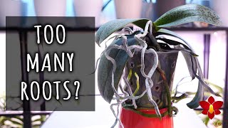 Can Orchids be too crowded in their pot? YES! Here's what to do about it!
