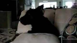 Zoey the Scottie  Howling