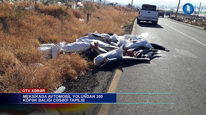 Meksikada avtomobil yolundan 300 köpək balığı cəsədi tapılıb - [www.OTV.az]
