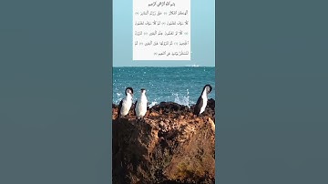 #سورة_التكاثر #ياسر_الدوسري #قرآن_كريم #alquran #راحة_نفسية #اكسبلور #explore