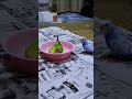 セキセイインコのゆずの水浴び
