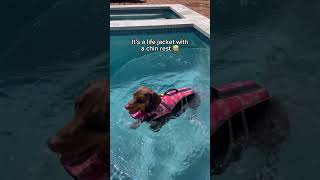 Enjoy stress-free swimming with a life jacket featuring a neck rest pad 🐶🤩