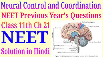 Neural control and coordination class 11 NEET previous year questions