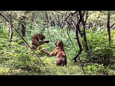 Video: Nevjerojatna Epska Epska Mreža Capsa - Matador