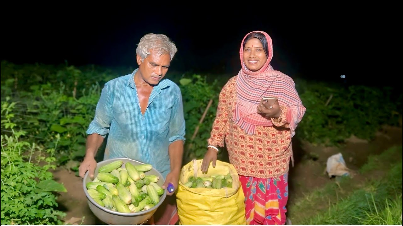 ভোর ৩টের সময় মা বাবার সাথে মাঠে গিয়ে শশা তুললাম বাজারে বিক্রি করতে যাওয়ার জন্য ।।