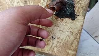 CARA BUDIDAYA KLANCENG ITAMA || Bagian Pertama