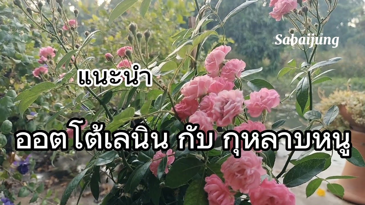 แนะนำกุหลาบพุ่มออตโต้เลนิน และกุหลาบหนู ดอกดก สีสวย พุ่มเล็ก #rose #garden