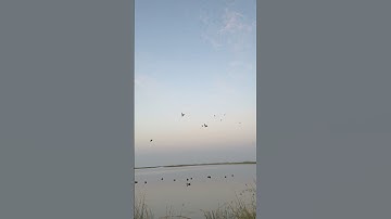 3shot and 3teal down✅🦆subscribe #duckhunt #duckhunter