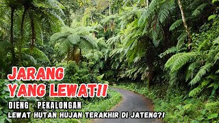 Download Lagu JARANG YANG LEWAT! Dieng - Pekalongan lewat Hutan Hujan terakhir di Jateng? MP3