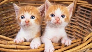 #695. Кошки (В мире животных) #695. Кошки (В мире животных)