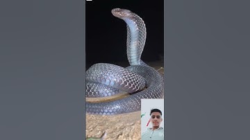 mahadev status mahakal status bholenath status #mahadev #status #snake #shivshiv #treding