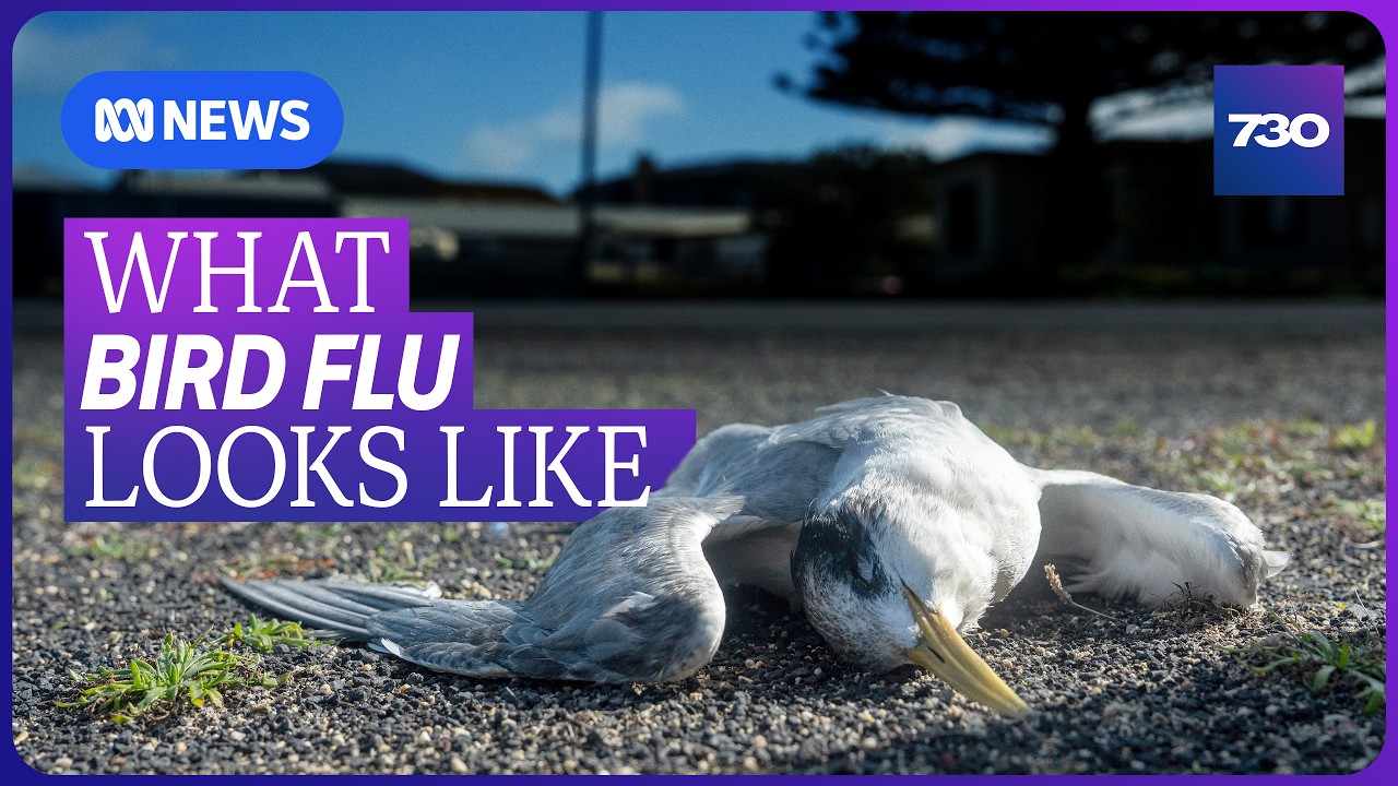 The threat to Australia's native species from H5N1 bird flu is growing | 7.30