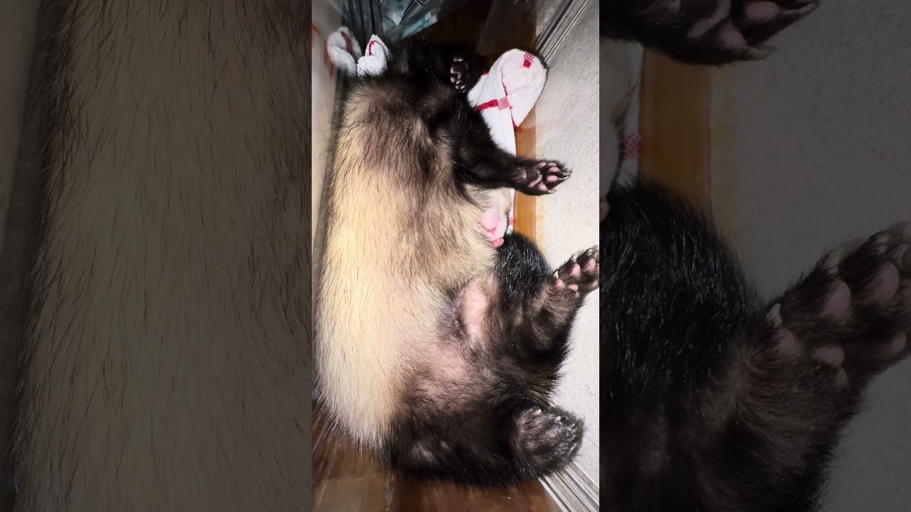 He’s just a little guy… receiving Smash Mouth signals 📡🥲🦝 