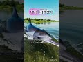 भारत का राष्ट्रीय जलीय जीव#GangaDolphin#SaveNature #WildlifeIndia#SaViTales#viral#facts#reels#shorts