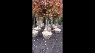 Keeping  Norway Maples away from  this place   is a good idea