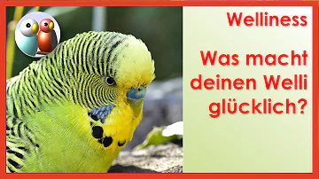 Wie kann man ein Wellensittich glücklich machen?