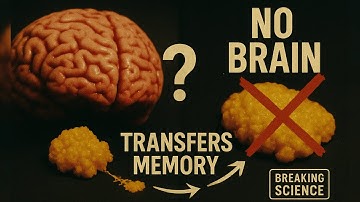 This Brainless Blob Can Transfer Memories (And It