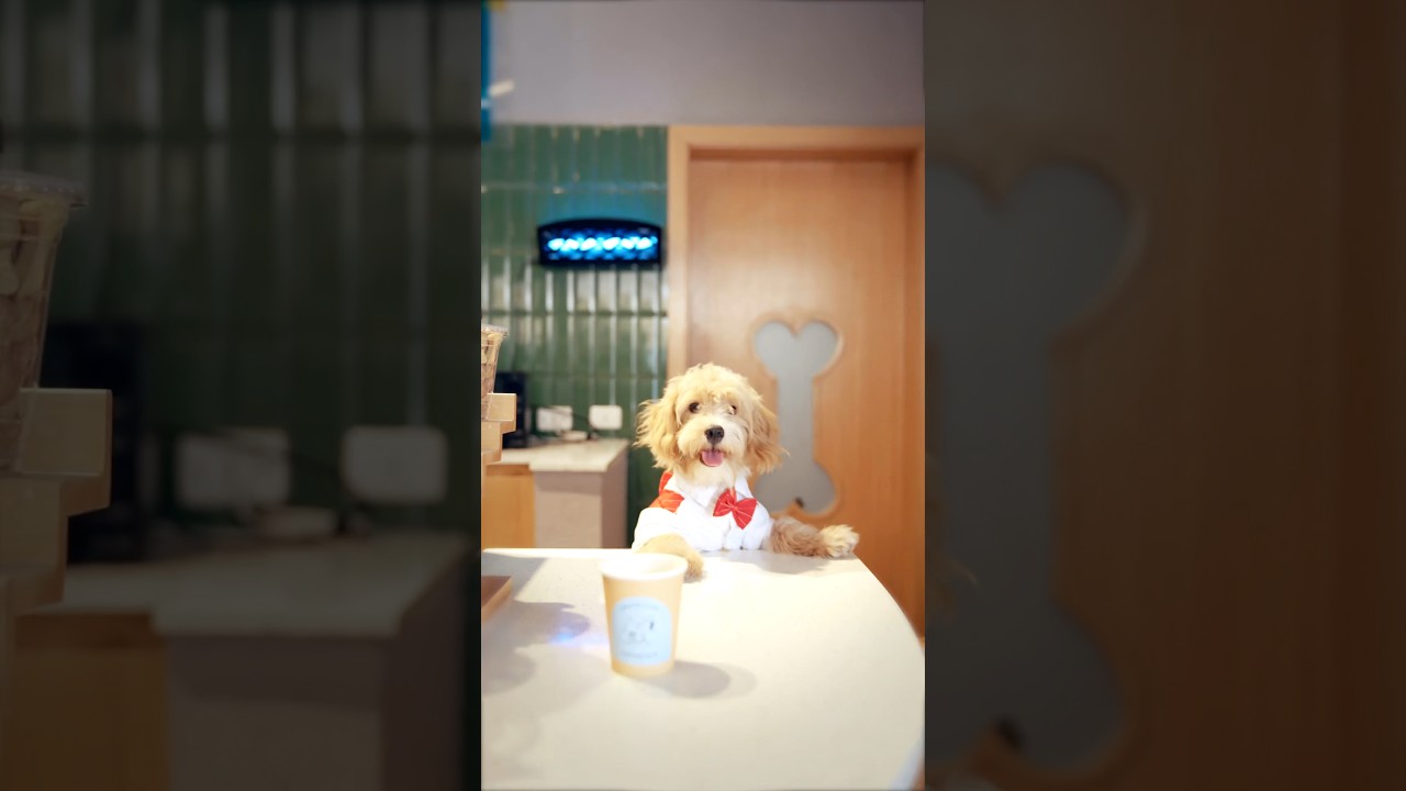 Кофе подают собаки?!