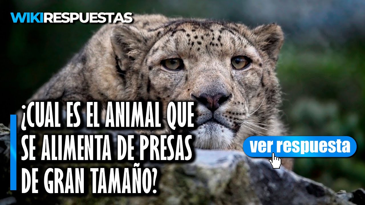 Cual es el animal que se alimenta de presas de gran tamaño