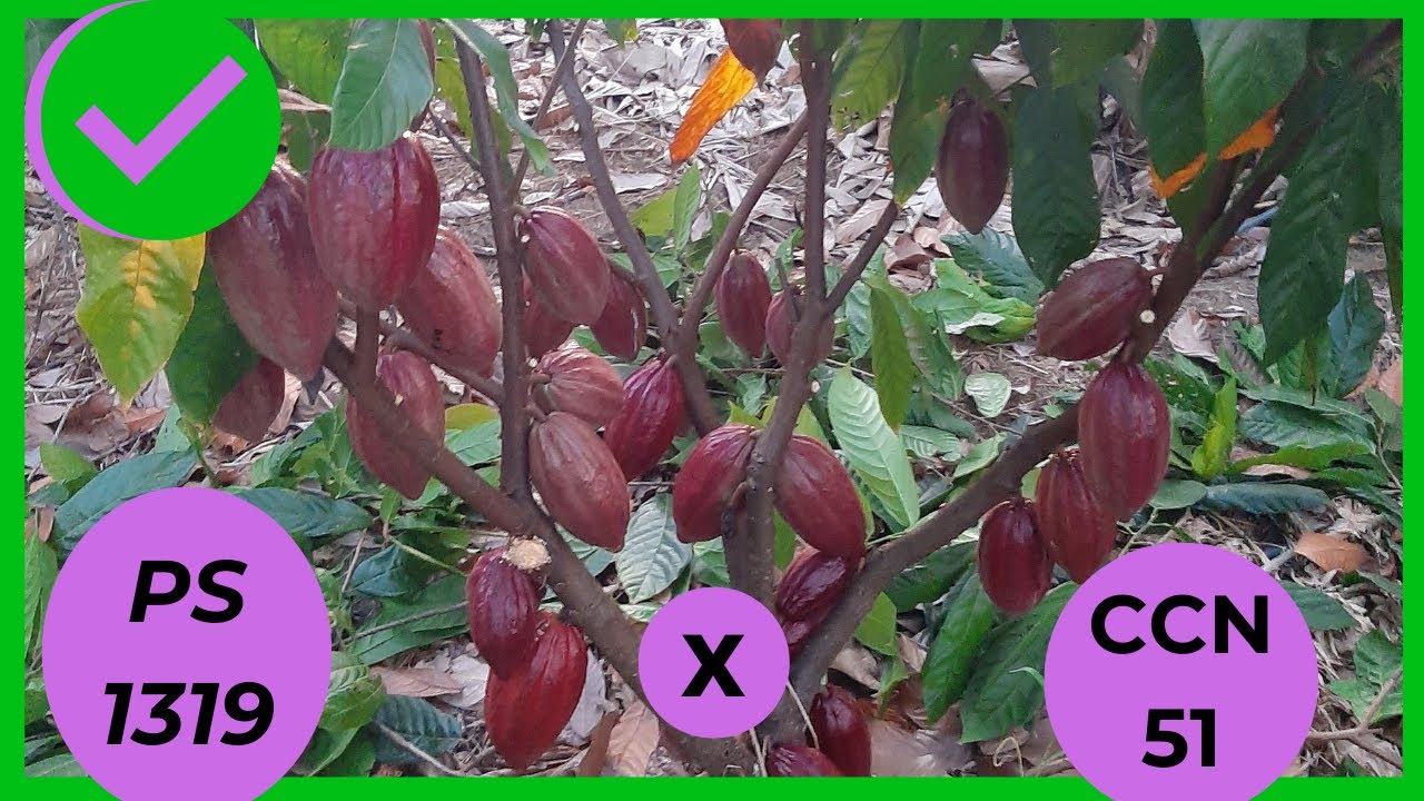 ✅melhores clones de cacau