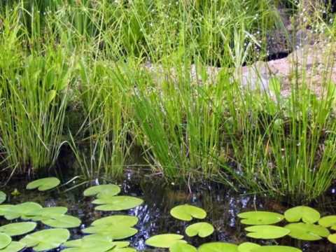 Видео: Где я могу купить juncus effusus?