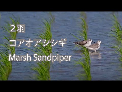 【２羽】コアオアシシギ Marsh Sandpiper