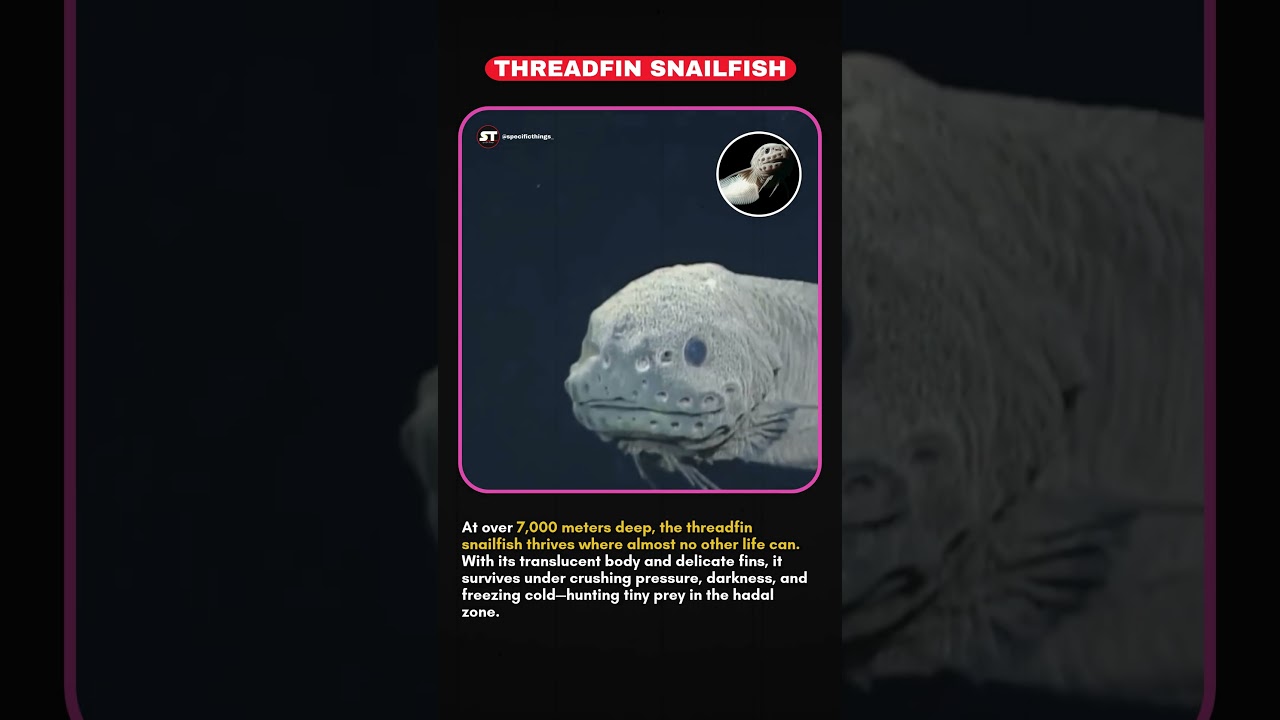 The Deepest Fish on Earth . Threadfin Snailfish: Master of the Deep . 