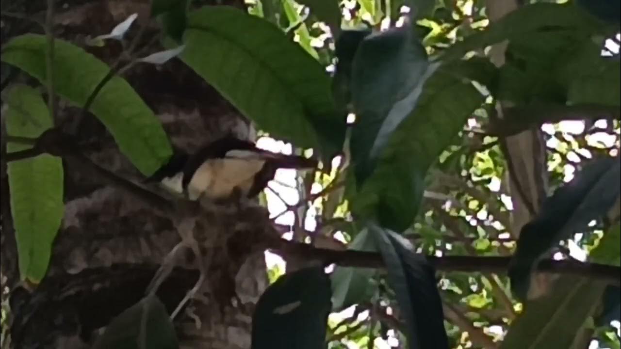 The Dancing Bird (Balinsasayaw) is making it's Nest... YouTube