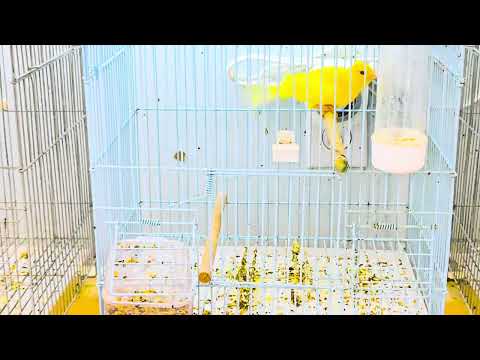 Canary canaries Canary breeding 