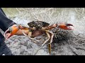 Find Crabs Hide On hold #fishing #usa #seafood #crabs