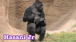 Gorilla 💎 Jabari : I am your boss ❣️ Hasani jr holds final weapon 🔆 Los Angeles Zoo