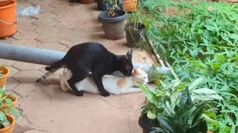 Video 5481011: cat mating female persian, female persian cat breeding, persian pregnant cat, persian cat first, cat rolling