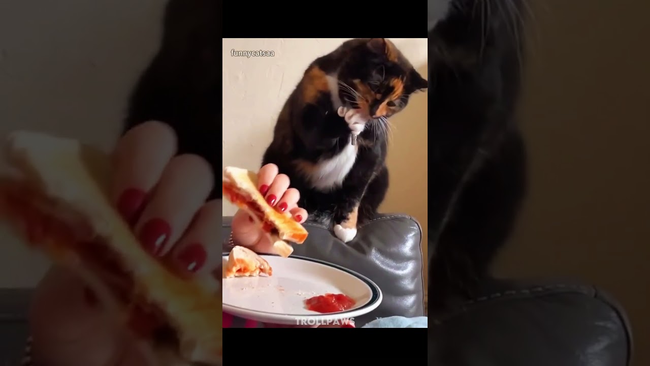 Cats Can't Pretend💀