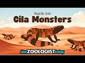 Hila Monster Quiz
