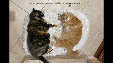Great Dane Watches Cats Enjoy Fresh Catnip