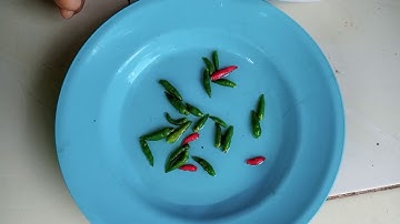 Ikan bakar & sambal kecap