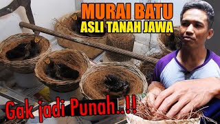 MENOLAK PUNAH..!! LARWO - BURUNG MURAI BATU ASLI TANAH JAWA AKHIRNYA BANYAK LAHIR DI PETERNAKAN INI
