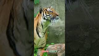 Royal Bengal Tiger bengaltiger animals বাঘ