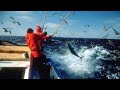 Pesca de atun con cañas automaticas