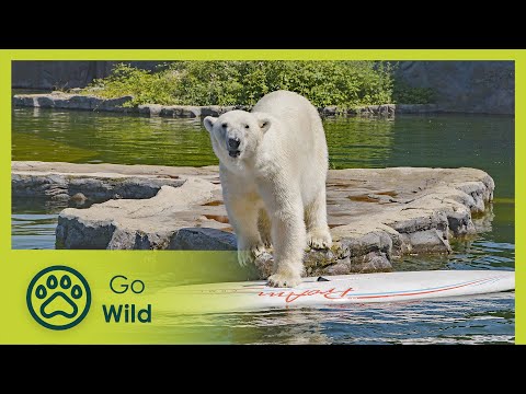 Fit For Fun | Zoo Life 2/2 | Go Wild