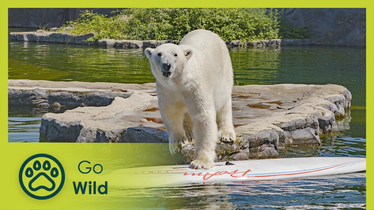 Fit For Fun | Zoo Life 2/2 | Go Wild