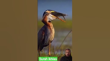 surah ikhlas #egzonibrahimi #nature #سورة_الإخلاص #shortvideo #birds #naturesvoice #islamic #bird