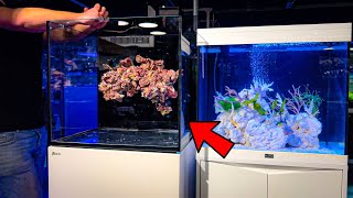 Building a Floating Reef Inside a Reef Aquarium