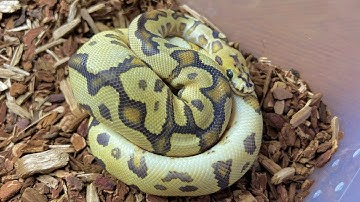 Clown Ball Python Project